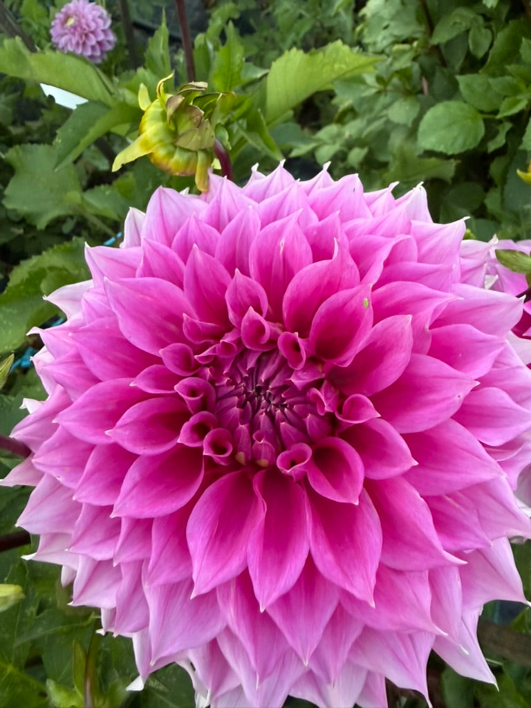 Dahlia - Elma Elizabeth