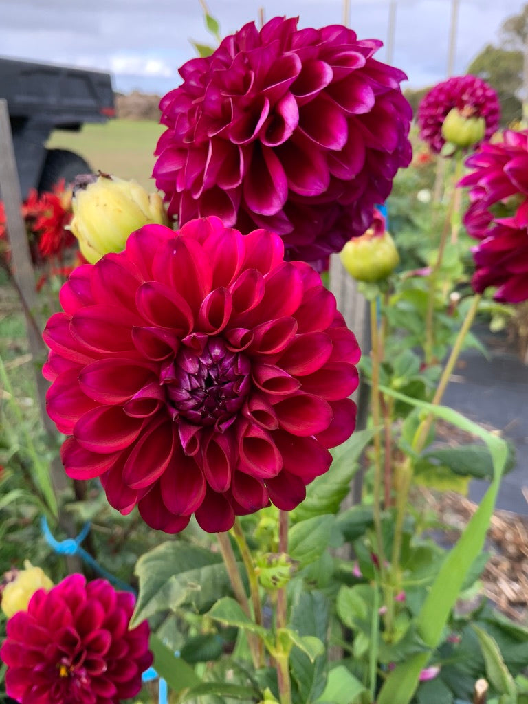 Dahlia - Glenmarc Lorilee