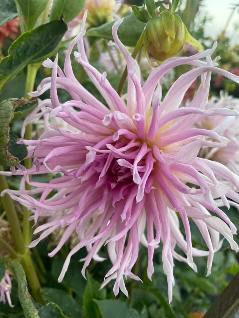 Dahlia - Mauve Cricket