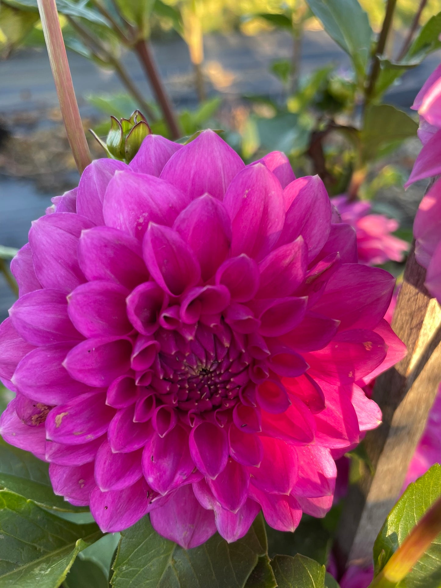 Dahlia - Winkie Wisteria