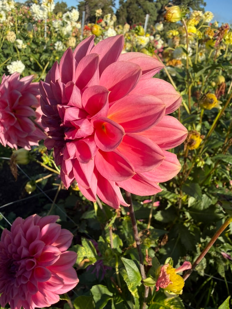 Dahlia - Peachy
