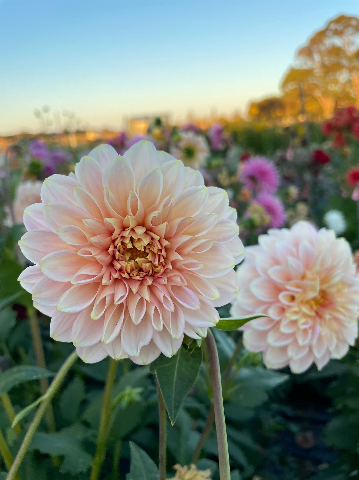 Dahlia - Sandy