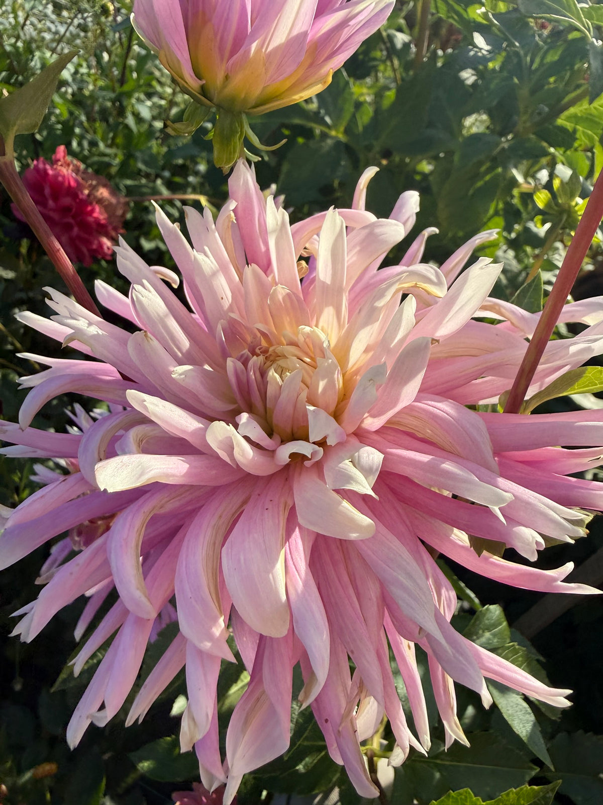 Dahlia - Delbard Versailles