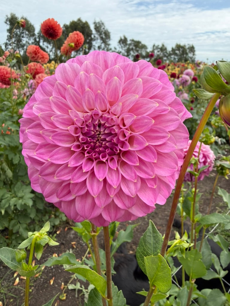 Dahlia - Coorabell Sophie