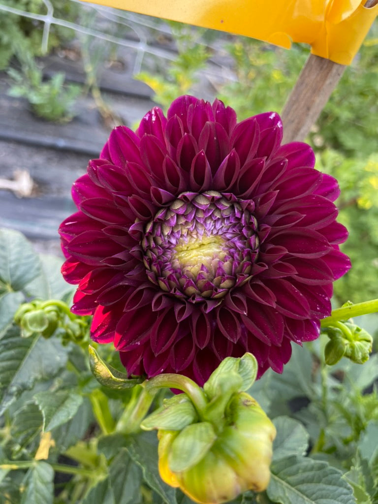 Dahlia - Glenmarc Anne