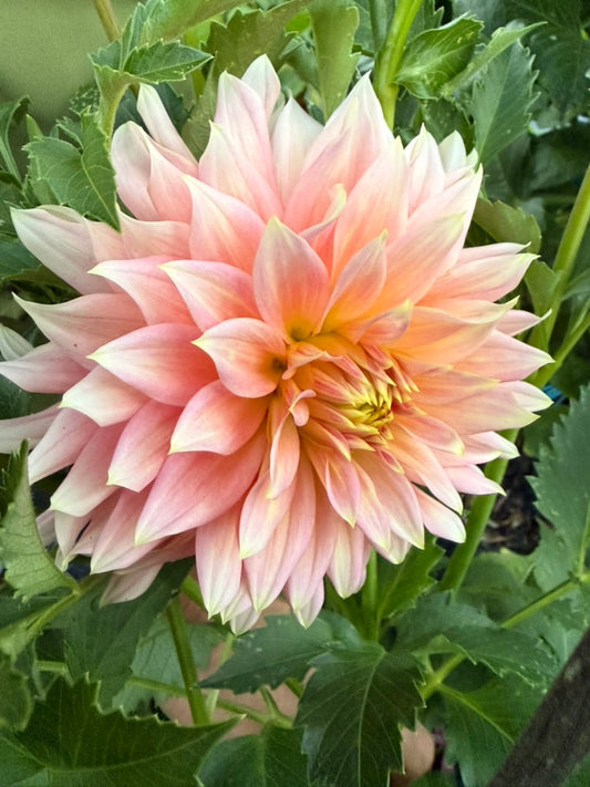 Dahlia - Cliff's Salmon