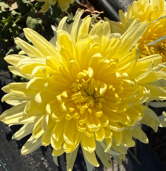 Chrysanthemum - Rooted Cutting - Magnum Yellow