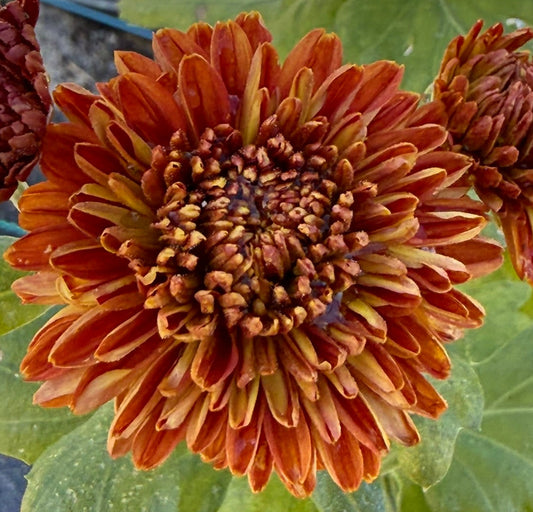 Chrysanthemum - Rooted Cutting - Jewel Mars