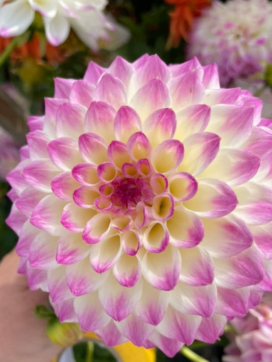 Dahlia - Atlantic Jewels