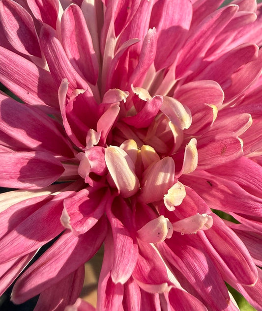 Chrysanthemum - Rooted Cutting - Willunga Surprise