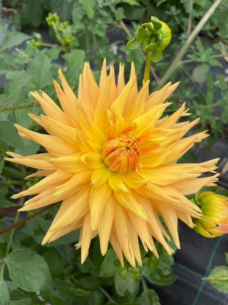 Dahlia - Moray Bronte