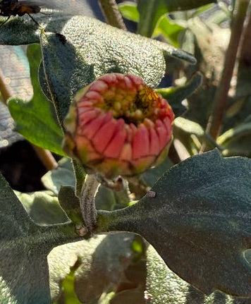 Chrysanthemum - Rooted Cutting - Lantern