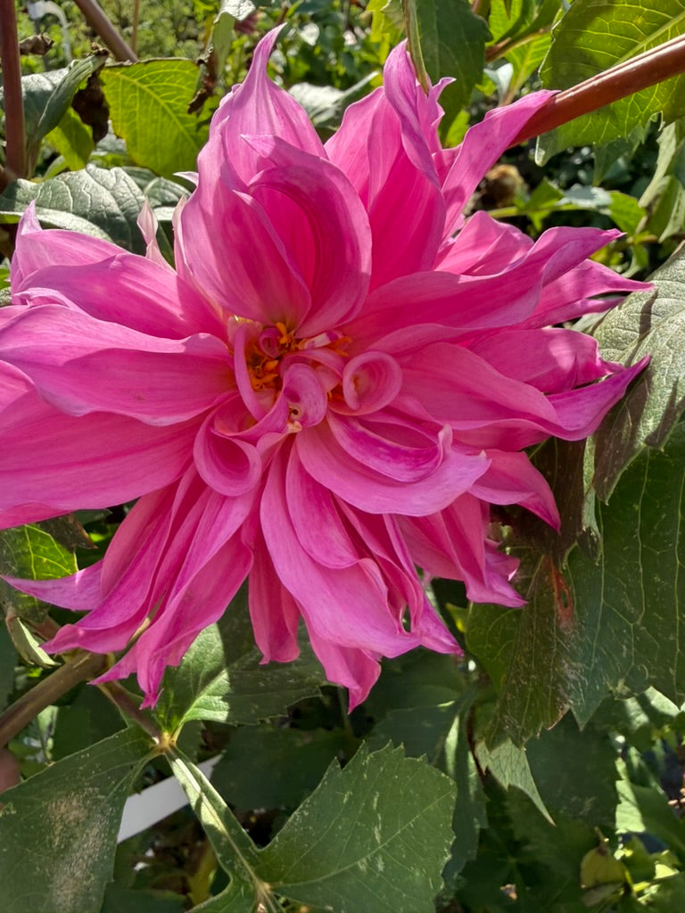 Dahlia - Lileah Mailman