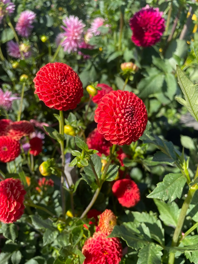 Dahlia - Esme