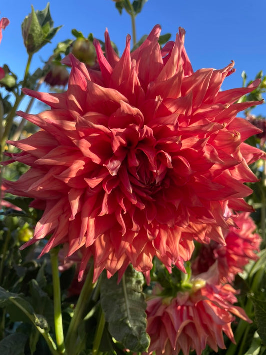 Dahlia - Glenmarc Kadina
