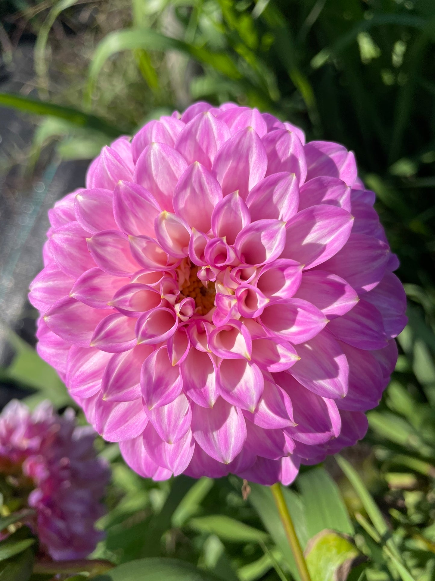 Dahlia - Araluen Leatrice (Max 1 per order)