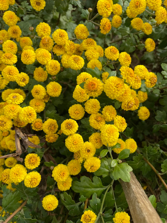 Heirloom Chrysanthemum - Rooted Cutting - Mustard Button