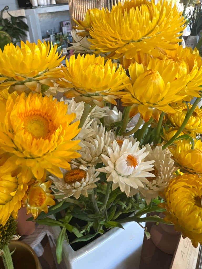 Seed - Paper Daisy - Gold / Yellow