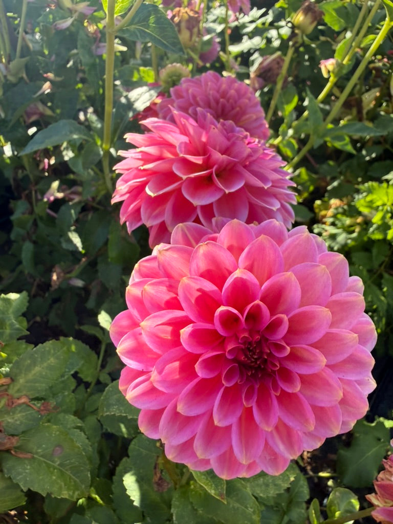 Dahlia - Sandra Dee
