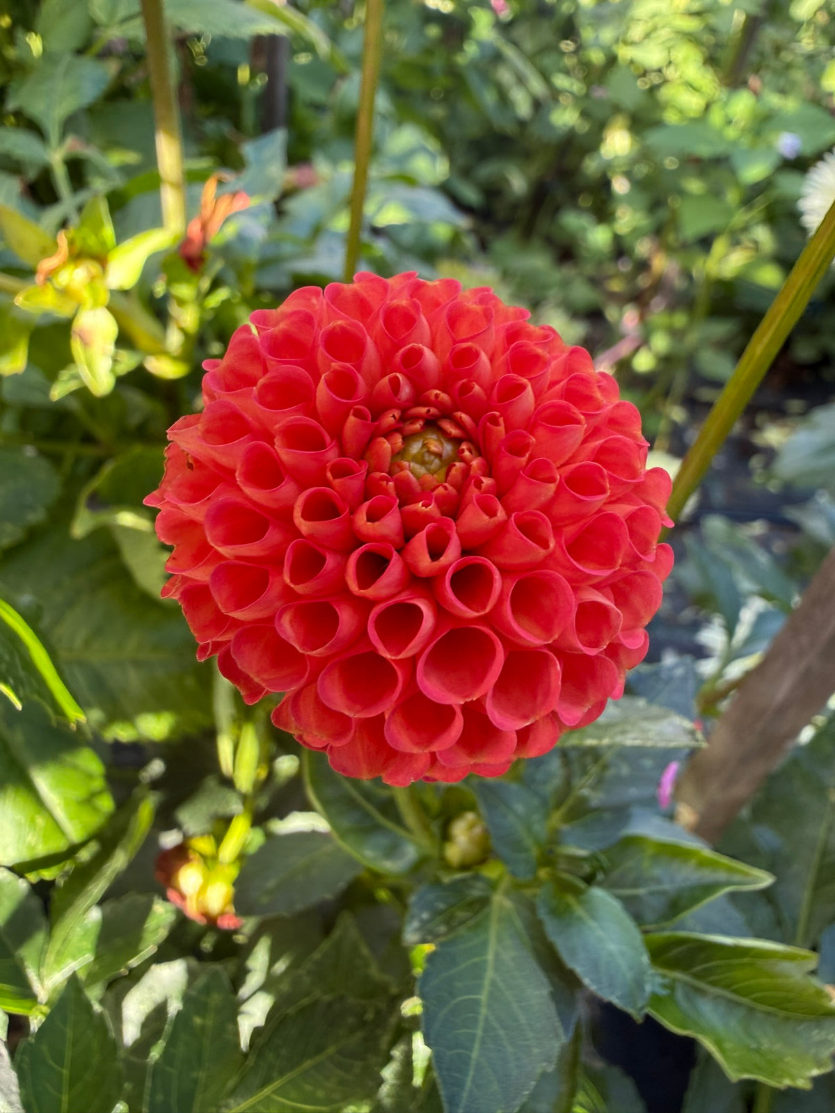 Dahlia - Greg's Pom