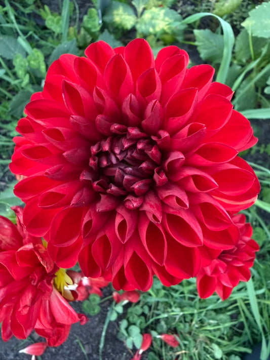 Dahlia - George 'O'