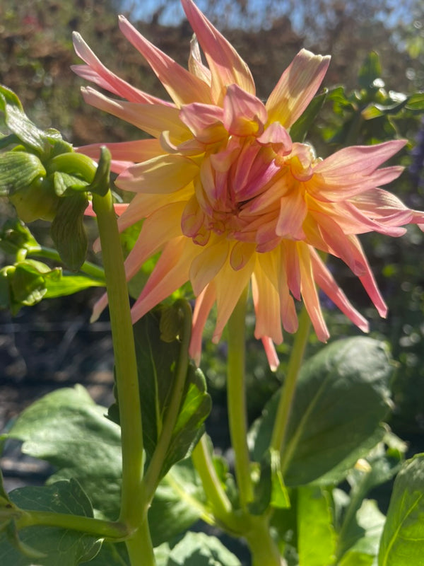Dahlia Seed - Villandry