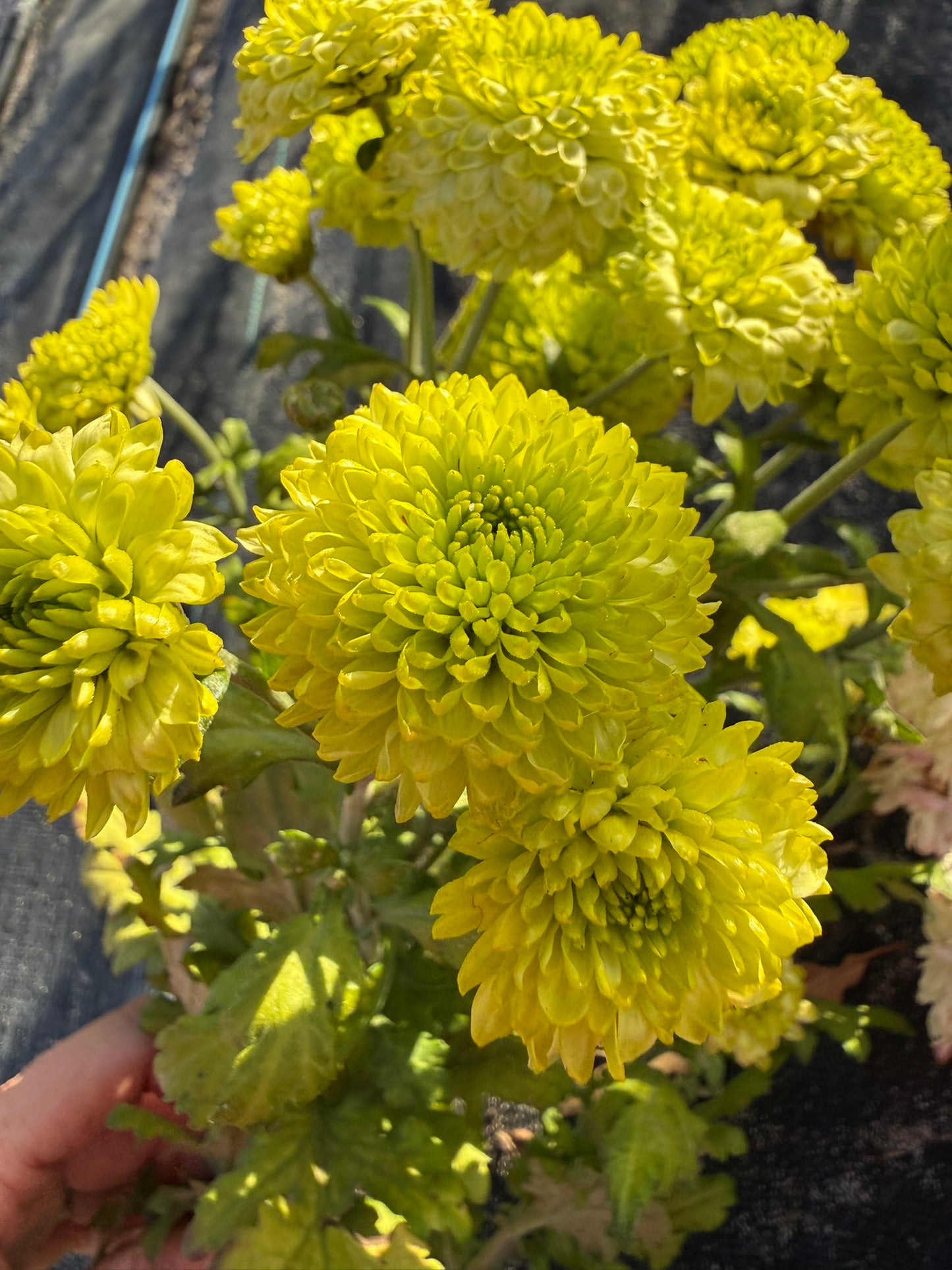 Chrysanthemum - Rooted Cutting - Yoko Ono