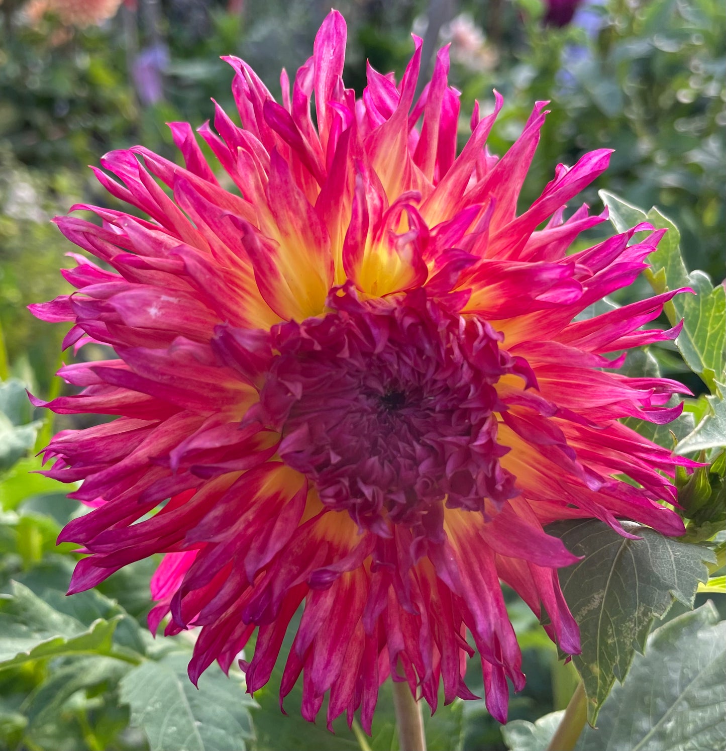 Dahlia - Emily Jane