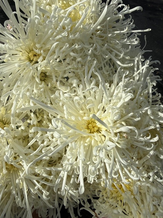 Chrysanthemum - Rooted Cutting -Chesapeake