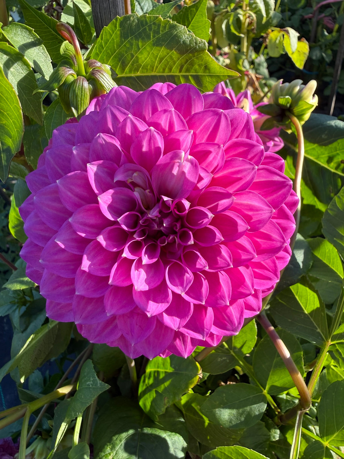 Dahlia - Glenmarc Challenger