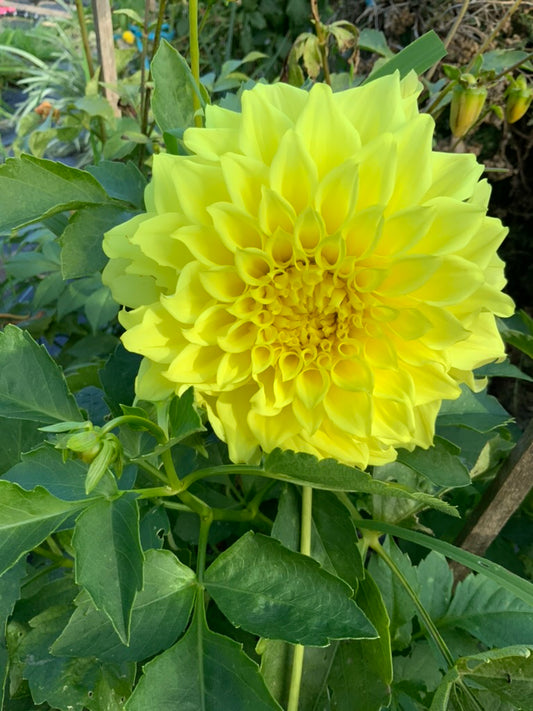 Dahlia - Glenmarc Endeavour
