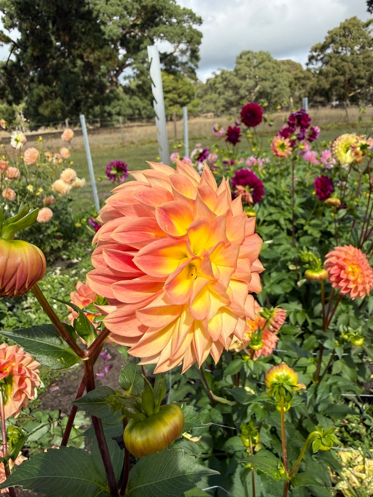 Dahlia - Devon Trivia