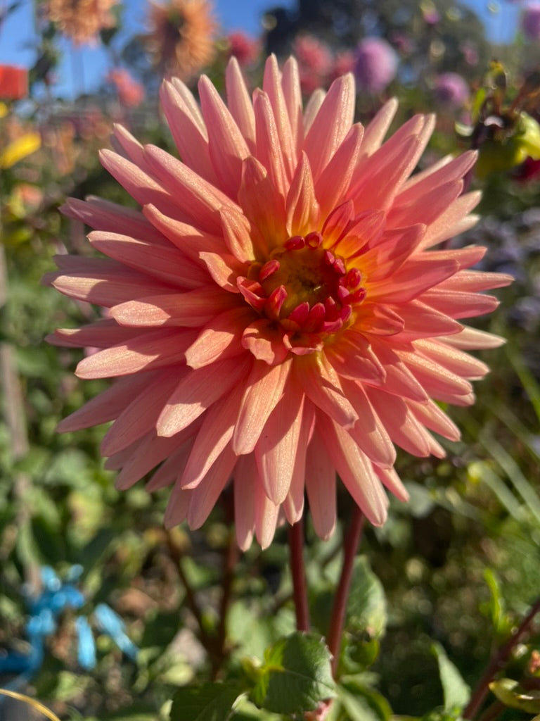Dahlia - Longwarry Lita