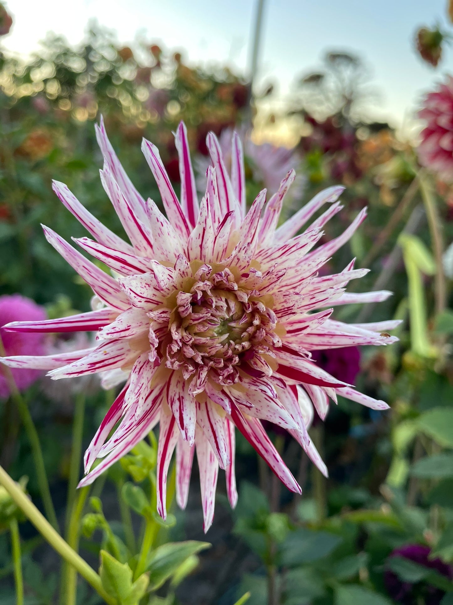 Dahlia - Speckles