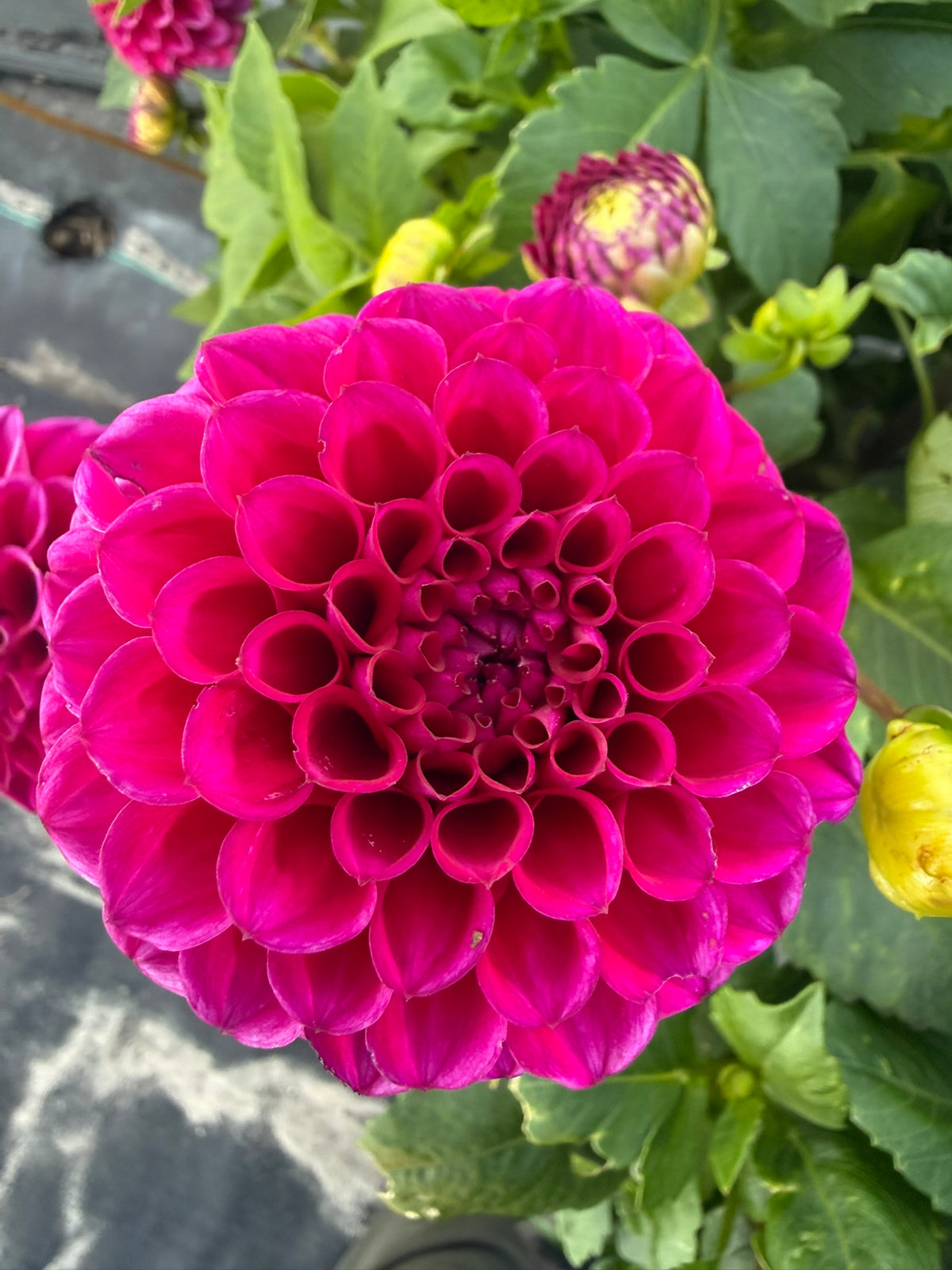 Dahlia - Mary's Jomanda