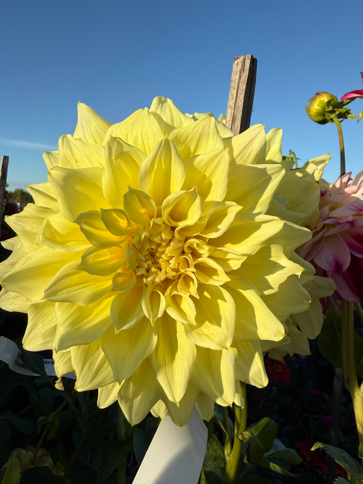 Dahlia - Eclipse