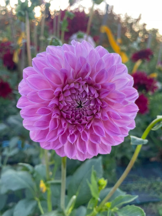 Dahlia - CK Faye