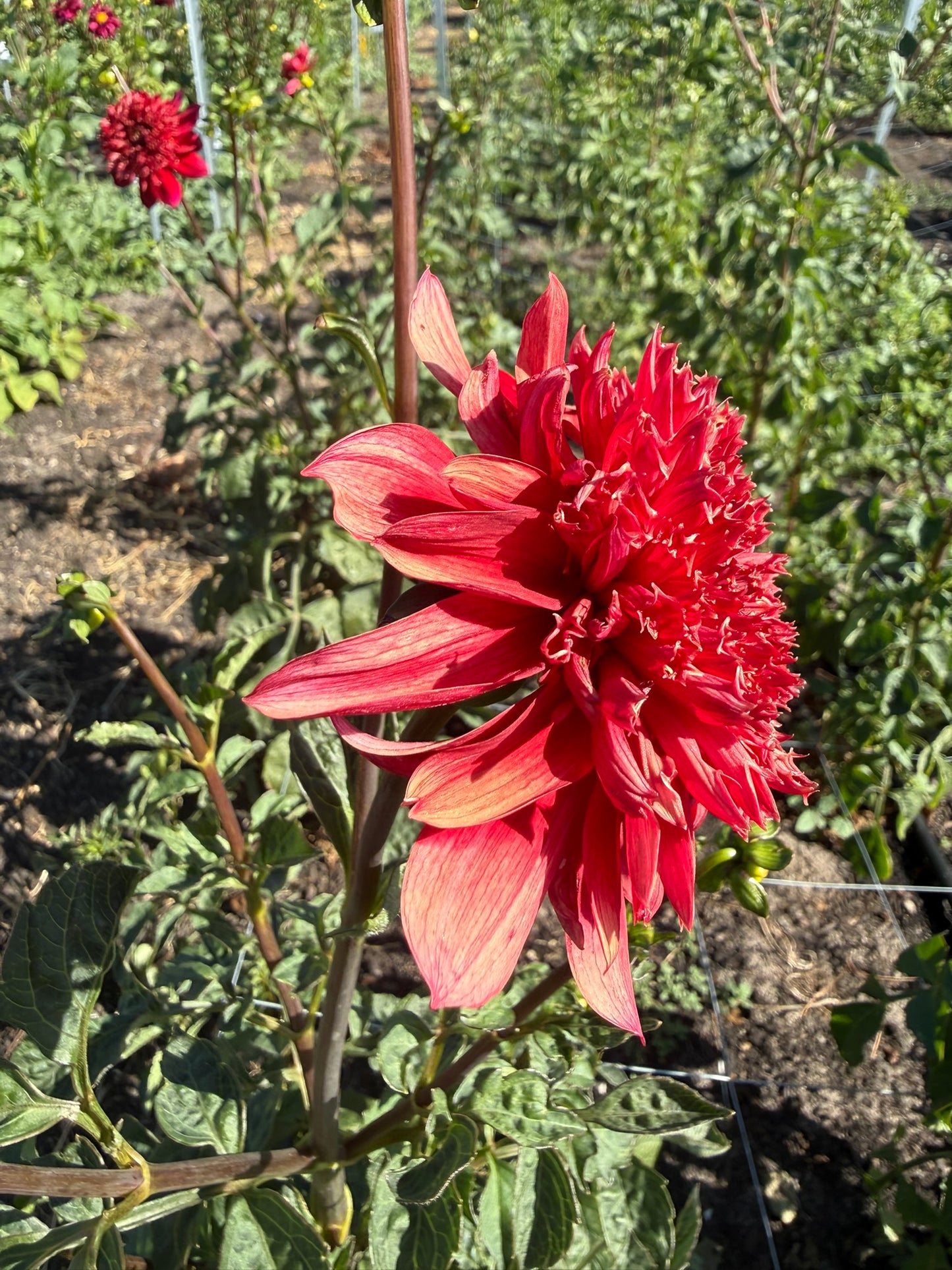 Dahlia - Christie Topnot