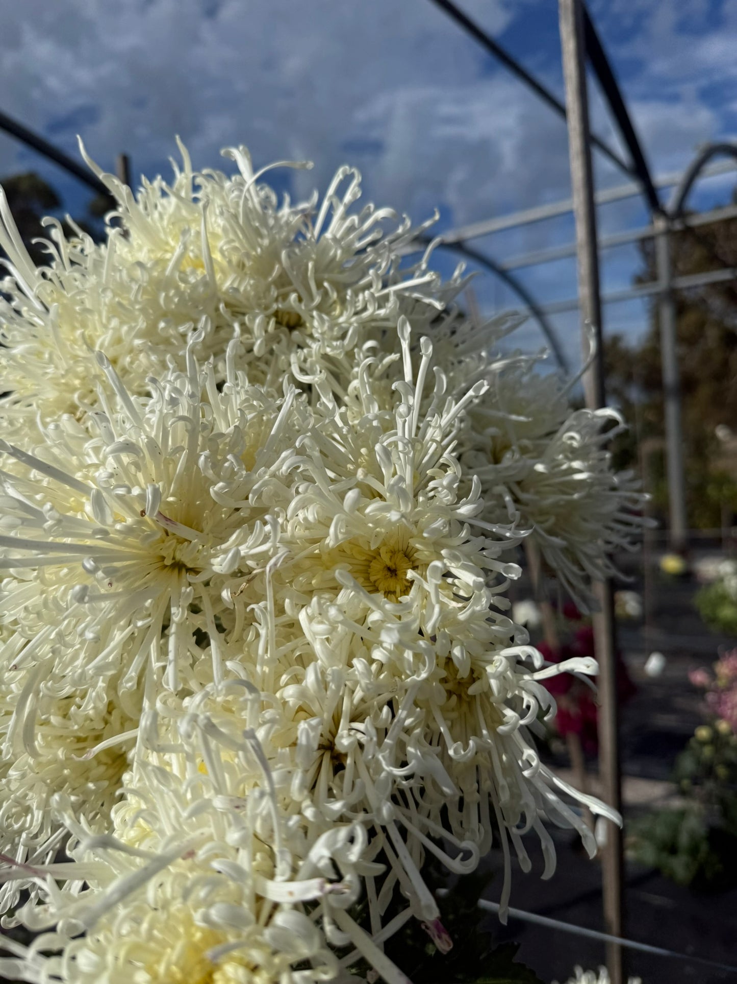 Chrysanthemum - Rooted Cutting -Chesapeake