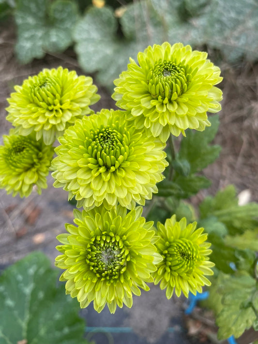 Heirloom Chrysanthemum - Rooted Cutting - Healing