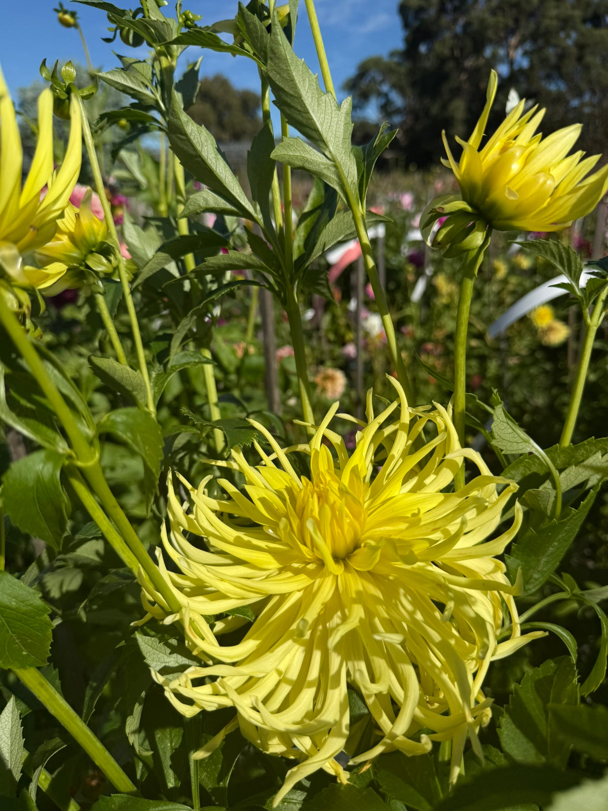 Dahlia - Mayarine