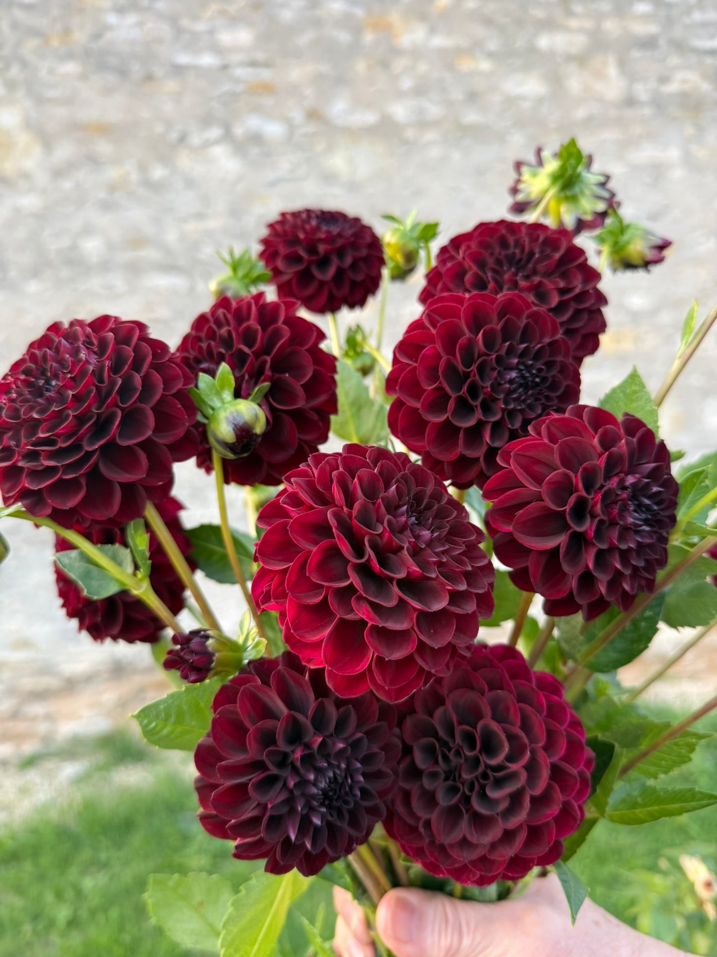 Dahlia - Fernlea