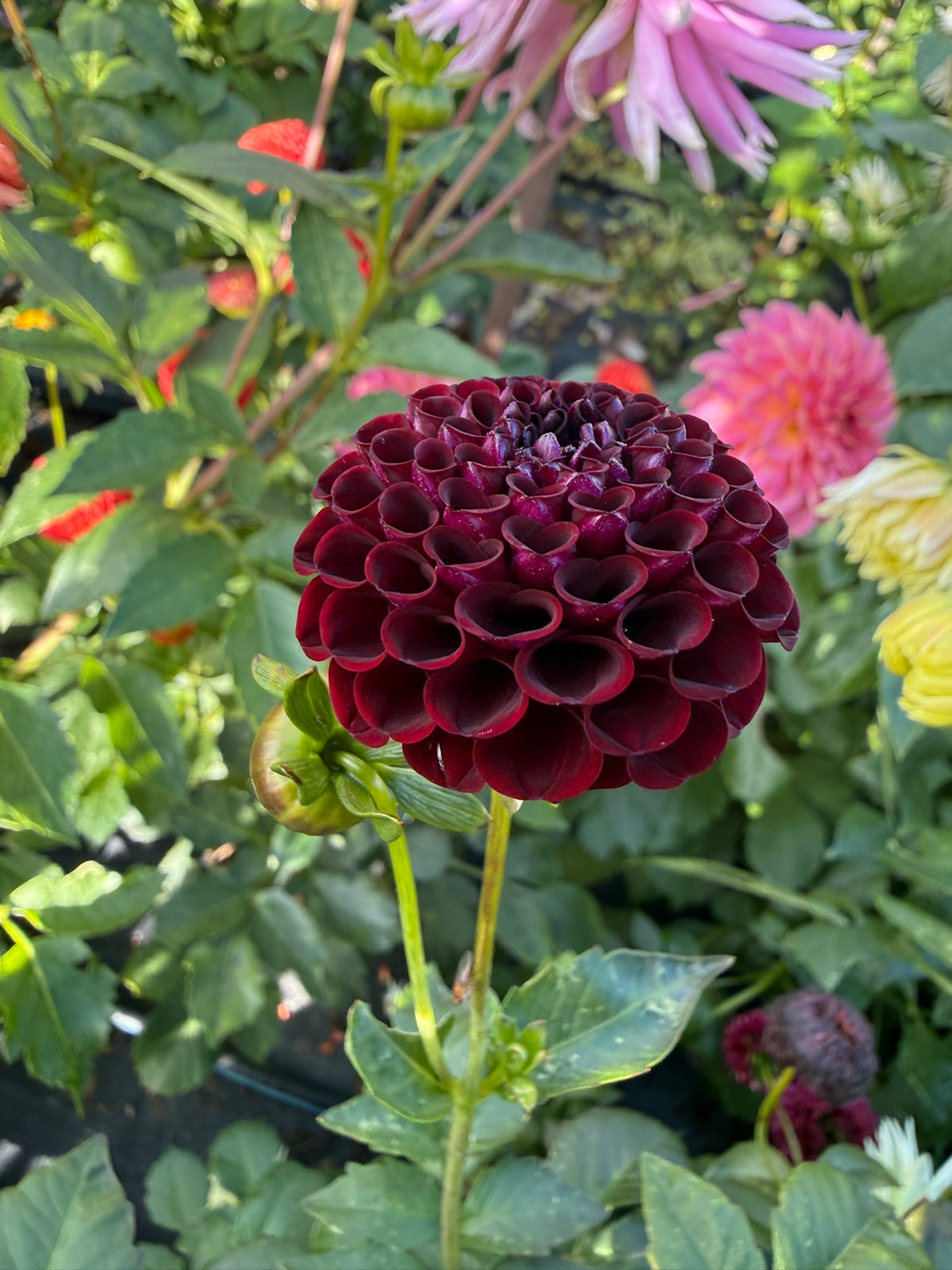 Dahlia - Nero