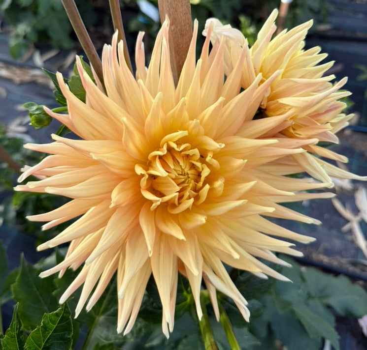 Dahlia - Kiara Julia