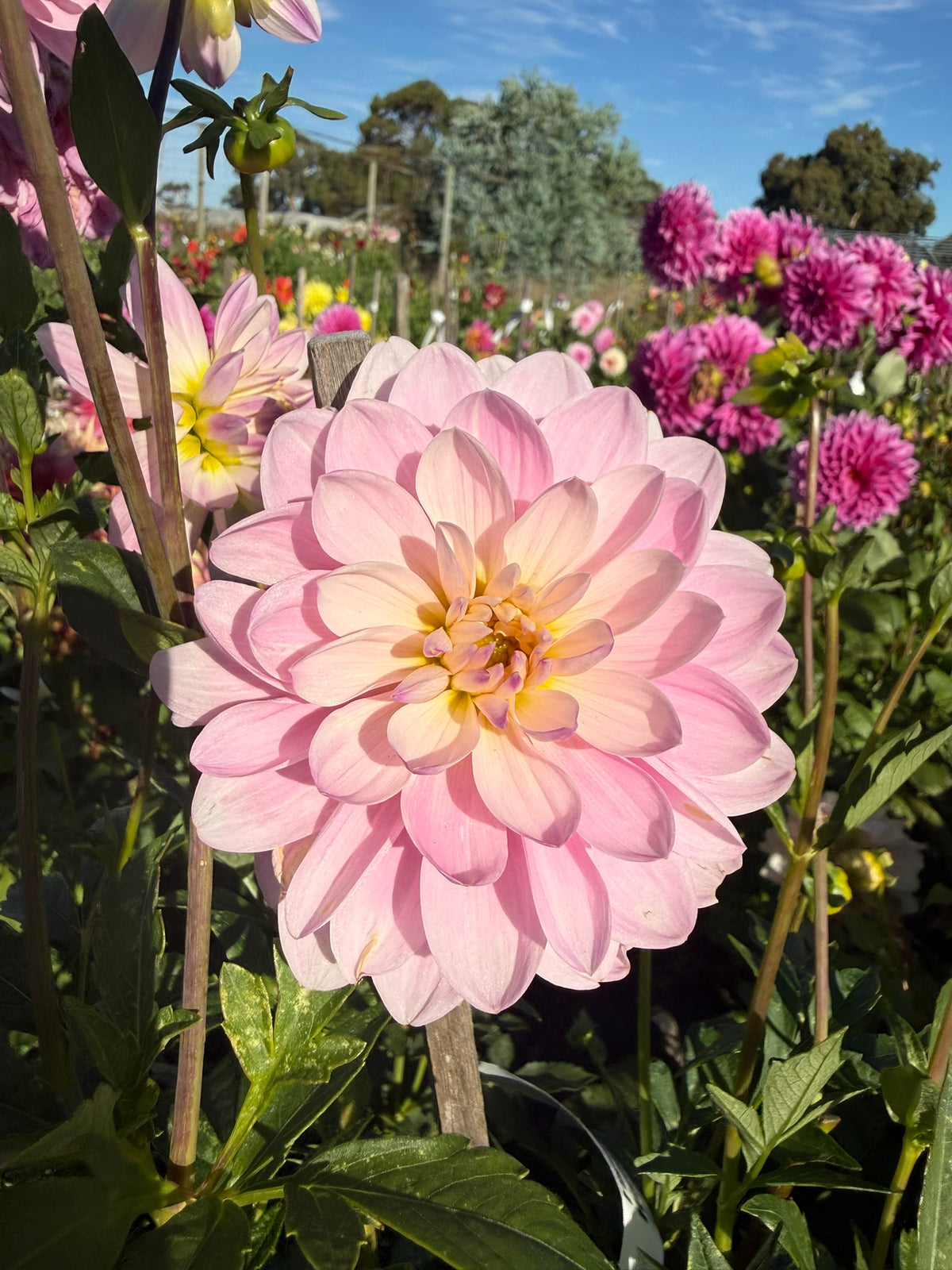 Dahlia - Figurine