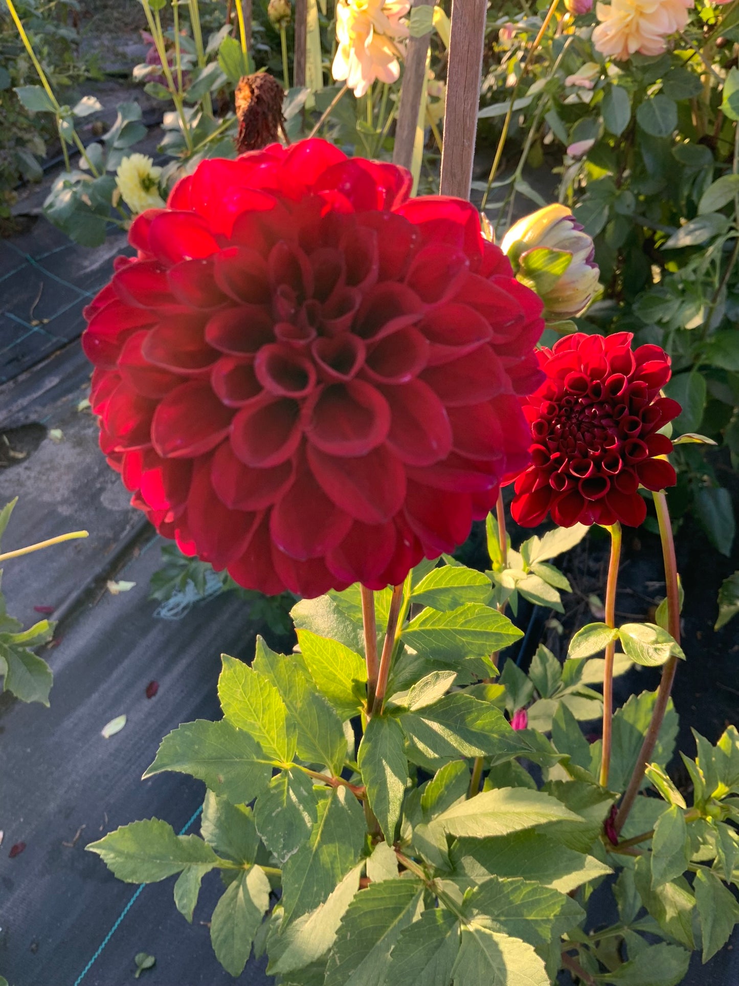 Dahlia - Steve's Choice