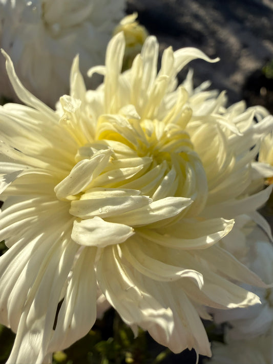 Chrysanthemum - Rooted Cutting - Seaton's Lilybelle