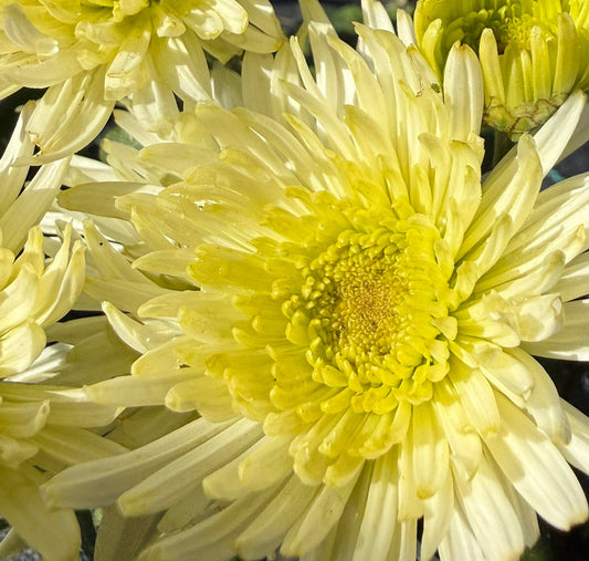 Chrysanthemum - Rooted Cutting - Deligreen