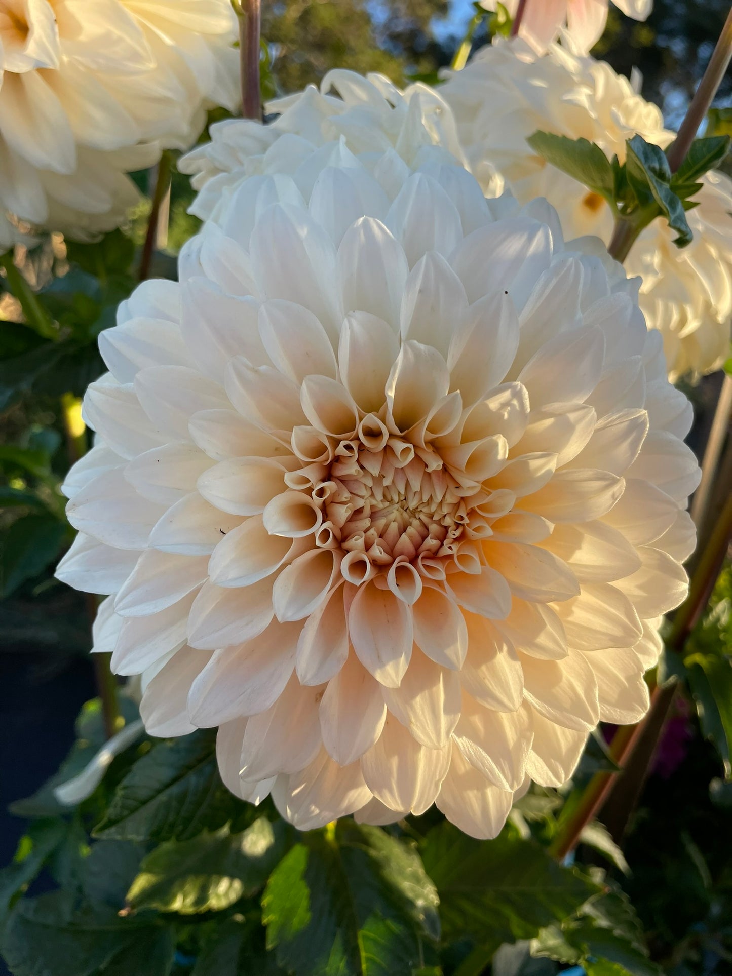 Dahlia - Coconut Ice