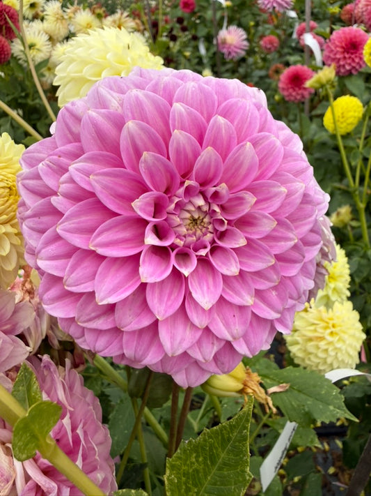 Dahlia - Kenora Tonya